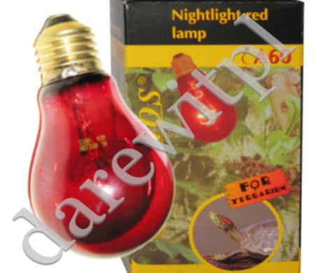 darewit - żarówka nocna Nightlight Lamp Reptile dla gadów i płazów