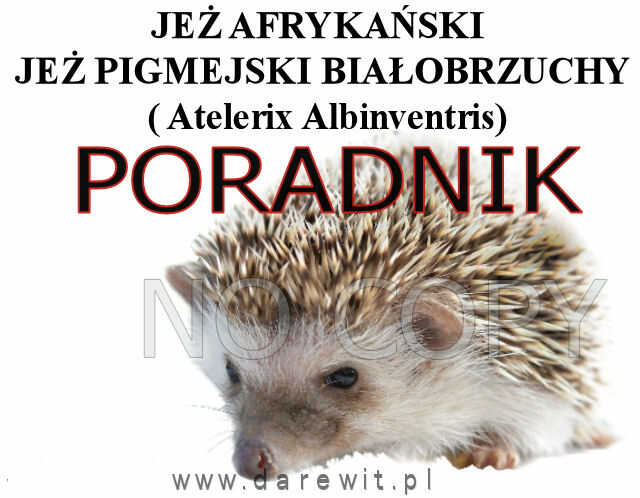 poradnik jak hodować jeża afrykańskiego, jeża pigmejskiego, jeża białobrzuchego