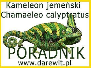 poradnik jak hodować kameleona jemeńskiego