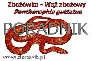 poradnik jak hodować węża zbożowego zbożówkę
