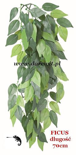 Ficus do terrarium dł. 70cm - darewit sklep terrarystyczny