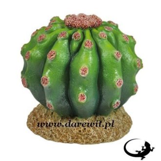 mały okrągły kaktus do terrarium