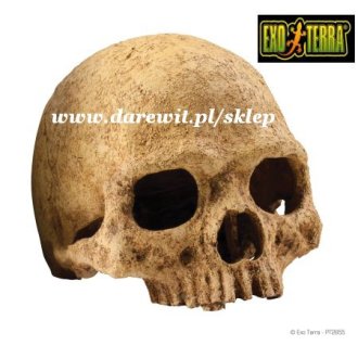 Kryjówka, duża czaszka małpy Primate Skull EXO TERRA
