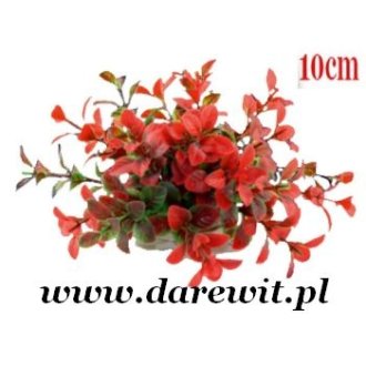 Śliczna czerwona roślina do terrarium