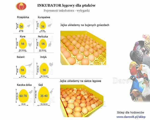 jak układać jajka w inkubatorze