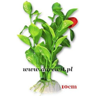 10 cm roslinka do terrarium