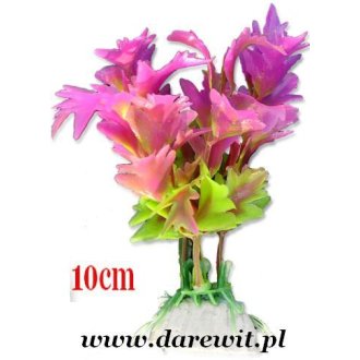 Roślina do terrarium stepowego lub pustynnego 10cm 