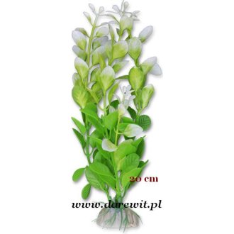 Zielono-biała roślina do terrarium