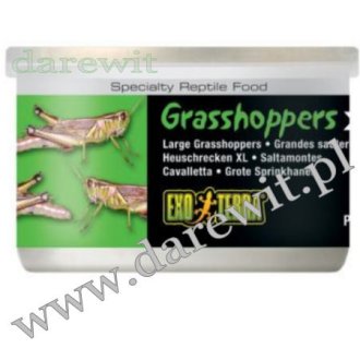Duże koniki polne Grasshoppers XL 34g EXO TERRA 