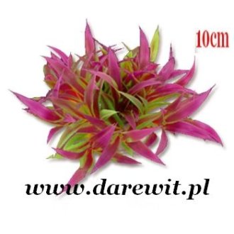 amarantowa roślina do terrarium akwarium