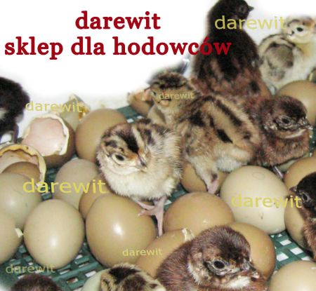 zielononóżka - inkubator lęgowy jaj - sklep darewit