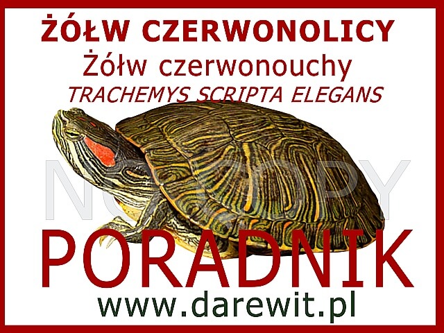 ŻÓŁW CZERWONOLICY Żółw czerwonouchy Trachemys Scripta Elegans 