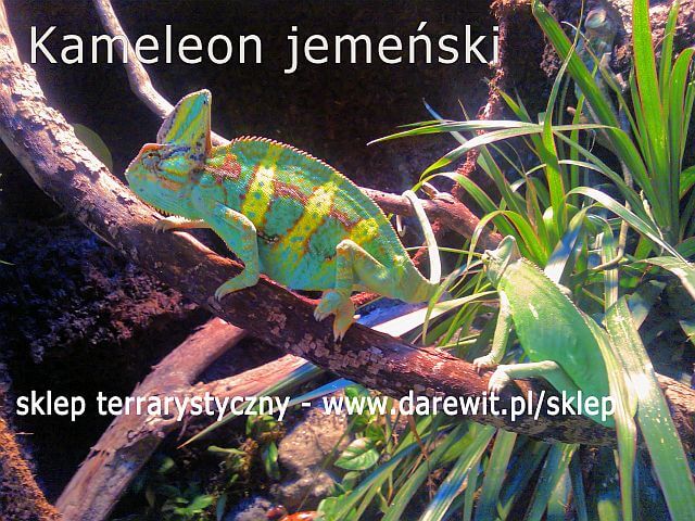 kameleon jemeński- parka w terrarium