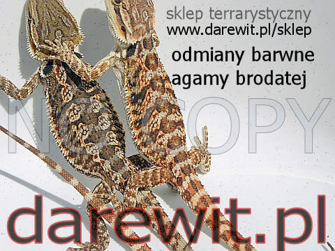 Odmiany barwne młodych agam brodatych - darewit