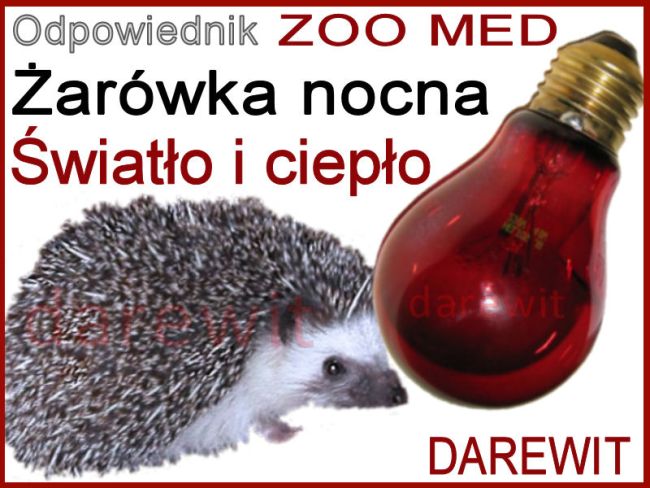 żarówka nocna do terrarium (jeż afrykańki) - darewit