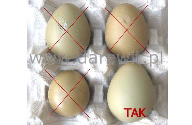Segragacja jaj do wylęgu w inkubatorach kur, kaczek, gęsi i innych