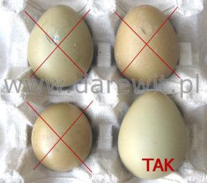 selekcja jaj lęgowych do inkubatora