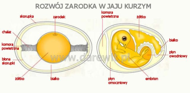 rozwój kurczaka w jajku zobacz prześwietlarki jaj - darewit