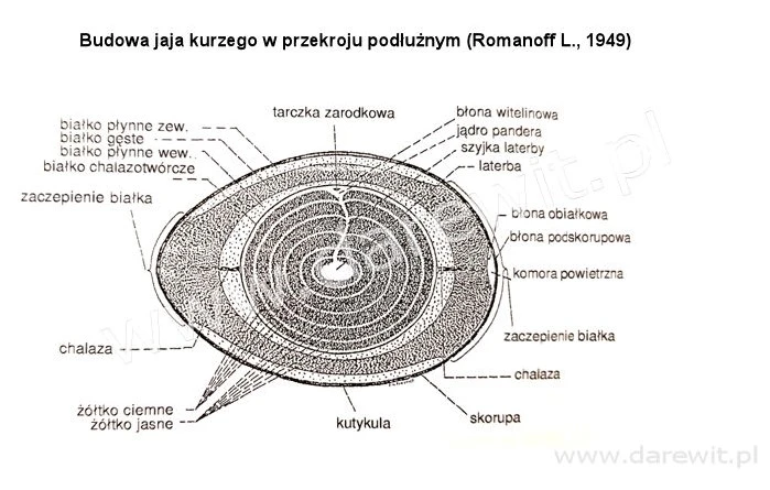 budowa jaja kurzego przekroj