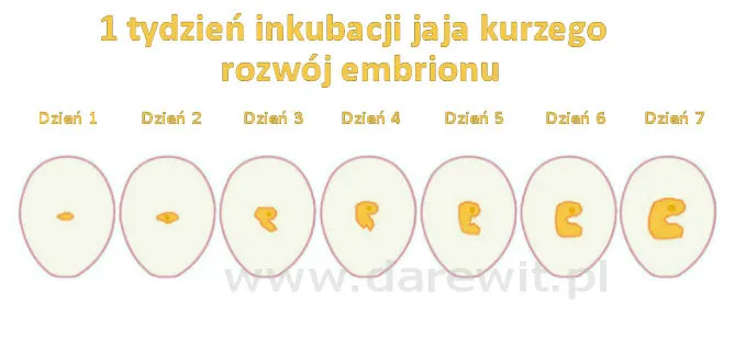 inkubacja-jaja-kurzego-1-tydzien