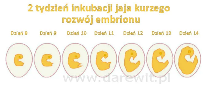 inkubacja-jaja-kurzego-2-tydzien