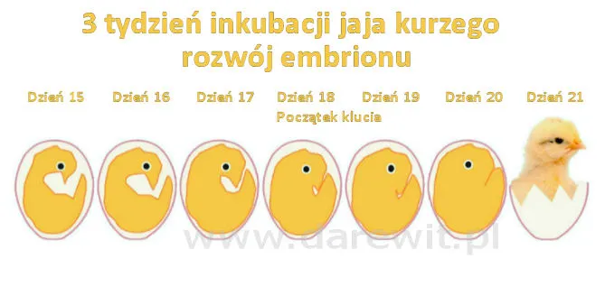 inkubacja-jaja-kurzego-3-tydzien