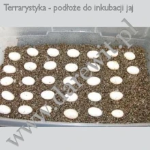 wermikulit-podloze-do-inkubatora-jaj-zolwia wermikulit-podloze-do-inkubatora-jaj-zolwia