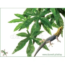 Exo-Terra-Abuliton-Plant-roslina-do-terrarium-tropikalnego Exo-Terra-Abuliton-Plant-roslina-do-terrarium-tropikalnego