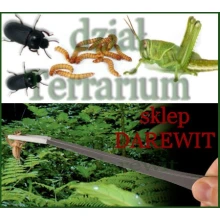 penseta do terrarium z ptasznikiem