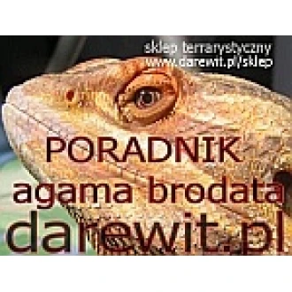 AGAMA BRODATA , HODOWLA PORADNIK