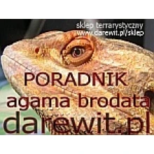 AGAMA BRODATA , HODOWLA PORADNIK AGAMA BRODATA , HODOWLA PORADNIK