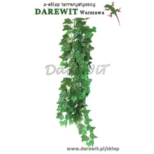 BLUSZCZ HEDERA HELIX 70cm do terrarium
