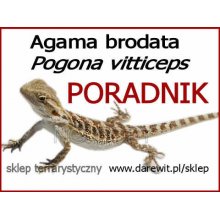 Agama brodata Pogona poradnik