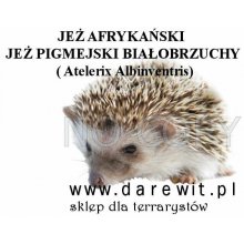 ABC hodowli jeż afrykański