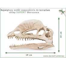 czaszka-dinozaur-dilofozaur-do-terrarium