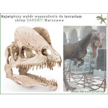 dilofozaur-czaszka-dinozaura-do-terrarium