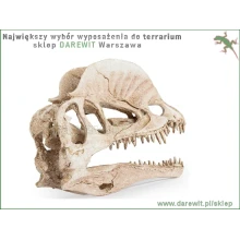 ozdobna-sztos-czaszka-dinozaura-do-terrarium