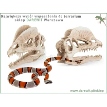 ozdoba-czaszka-do-terrarium-akwarium-Dilofozaur