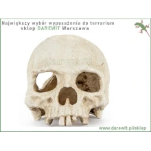 dla-fana-czaszki-w-terrarium-sklep-Darewit