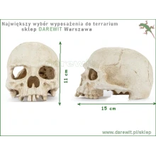 oryginalna-czaszka-człowieka-do-terrarium