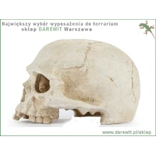 ozdoba-kryjowka-czaszka-terrarium-sklep-Darewit