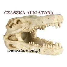 Czaszka-Aligatora-super-dekoracja-do-terrarium
