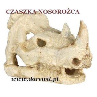 Czaszka Nosorożca - Dekoracja TX 