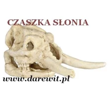 pomysłowa-czaszka_kryjowka_do-terrarium-oryginalna_ozdoba