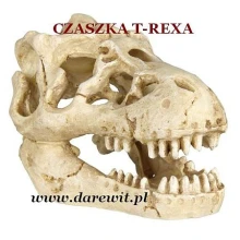 kryjowka-czaszka-dinozaura-do-terrarium-gadow