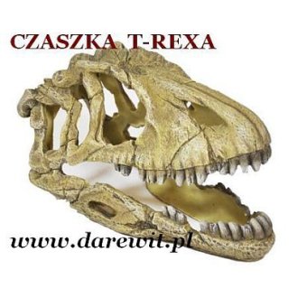 Czaszka T-Rexa 18cm  Dekoracja HAP 