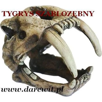 Do terrarium Czaszka Tygrys Szablozębny