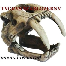 Do terrarium Czaszka Tygrys Szablozębny