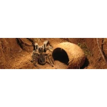 DOMEK KOKOSOWY do terrarium