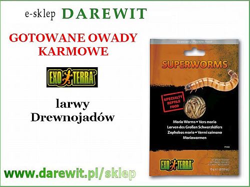 Larwy Drewnojada tania karmówka